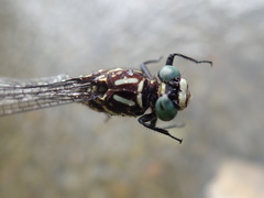 Stylurus scudderi