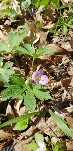 Geranium maculatum