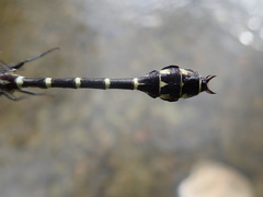 Stylurus scudderi