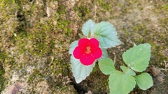 Achimenes erecta