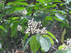 Pleuranthodendron lindenii