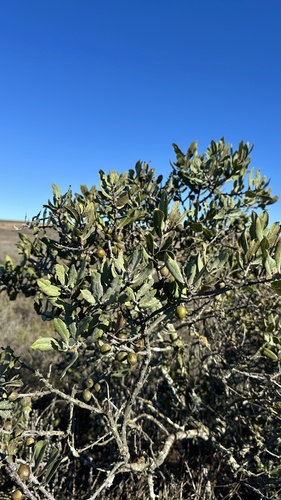 Cargosang (Euclea tomentosa)