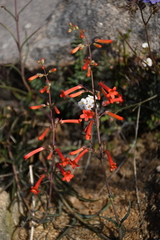 Penstemon subulatus