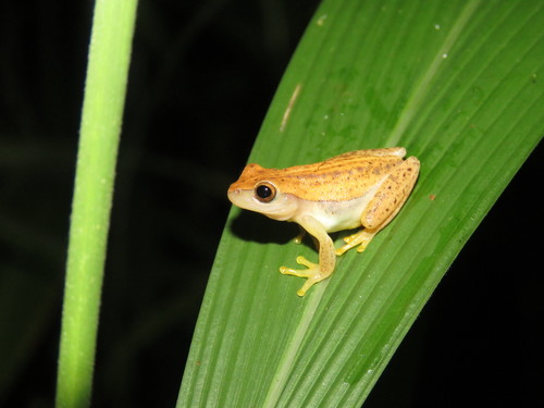 Dendropsophus walfordi
