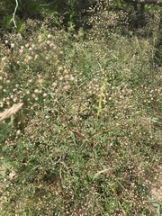 Gypsophila paniculata