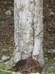 Spondias radlkoferi