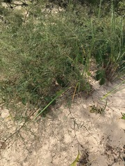 Gypsophila paniculata