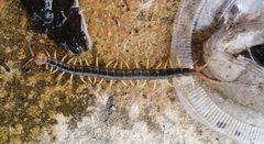 Scolopendra mutilans