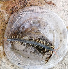 Scolopendra mutilans