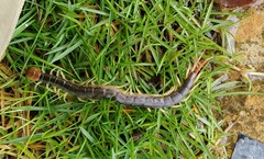 Scolopendra mutilans