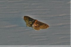 Idaea scintillularia