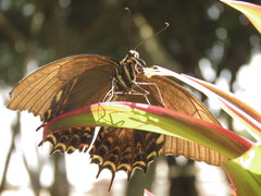 Heraclides androgeus epidaurus