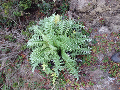 Cirsium andrewsii