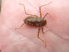 Macromiidae