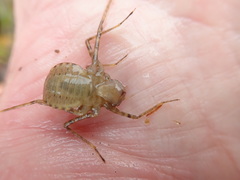 Macromiidae