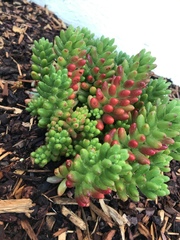 Sedum × rubrotinctum
