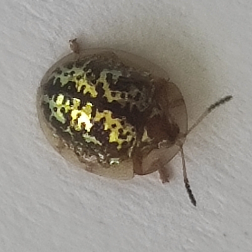 Agroiconota judaica
