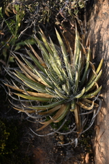 Agave schottii schottii