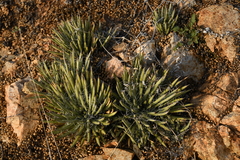 Agave schottii schottii
