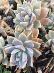 Graptopetalum
