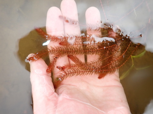 Alternateflower watermilfoil (Myriophyllum alterniflorum)