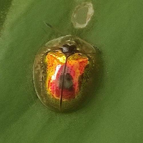 Golden tortoise beetle