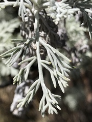 Artemisia mauiensis