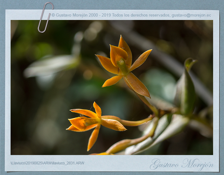 Epidendrum azuayense Hágsater & E.Santiago