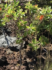Geranium multiflorum