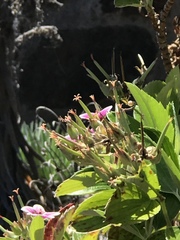 Geranium multiflorum