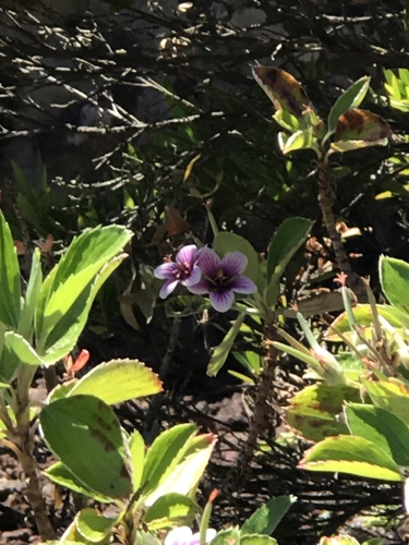 Geranium multiflorum