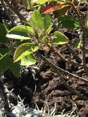 Geranium multiflorum