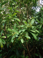 Pseudopanax chathamicus