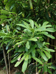 Pseudopanax chathamicus