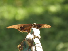 Heraclides androgeus epidaurus