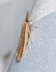 Donacaula albicostellus