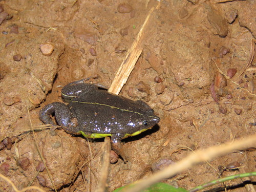 Elachistocleis helianneae