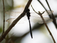 Somatochlora linearis