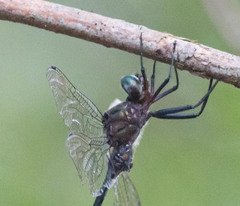 Somatochlora linearis