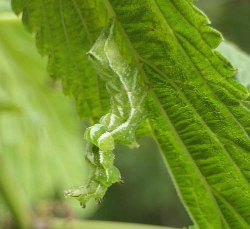Spectacled Nettle Moth photo 2