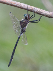 Somatochlora linearis