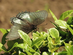 Heraclides androgeus epidaurus
