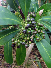 Pseudopanax chathamicus