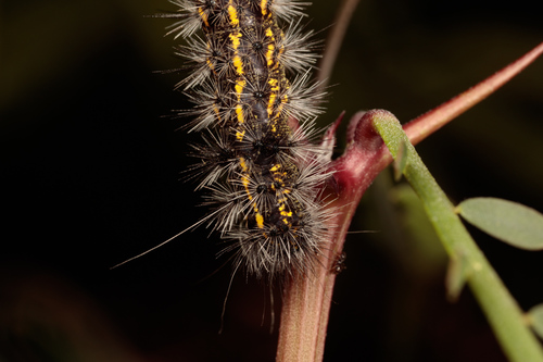 Dubious Tiger Moth photo 4