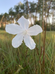 Ruellia noctiflora