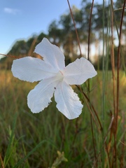 Ruellia noctiflora