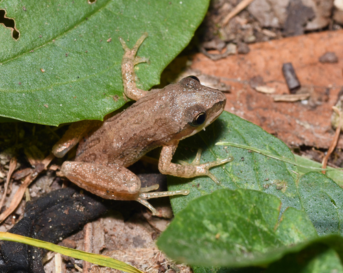 Western Chorus Frog