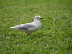 Chroicocephalus novaehollandiae
