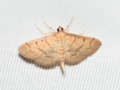 Herpetogramma theseusalis