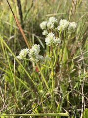 Polygala balduinii